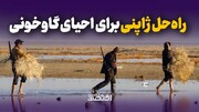 راه‌حل ژاپنی برای احیای گاوخونی
