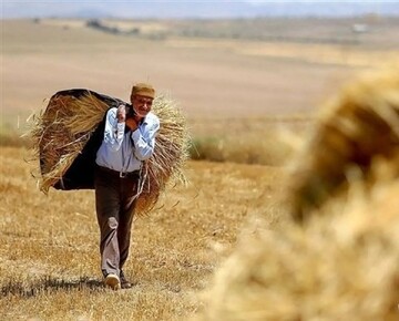 واریزی گندمکاران به ۳۵۰ همت رسید