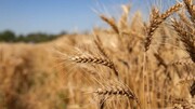 فروپاشی زنجیره تامین و دوراهی مرگبار برای مزارع اوکراین