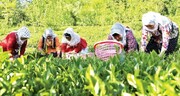 صادرات ۴ هزار تن چای ایرانی با قیمت کیلویی ۲ دلار؛ واردات با نرخ ۶ دلار