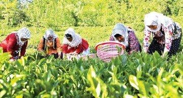 صادرات ۴ هزار تن چای ایرانی با قیمت کیلویی ۲ دلار؛ واردات با نرخ ۶ دلار