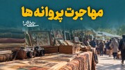 مهاجرت پروانه‌ها